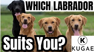 Labrador Types & Colours: Which One is Right for You?