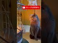 ブリティッシュショートヘア 源☆ストーブの前から動かない猫🐈‍⬛はコチラです☆ shorts