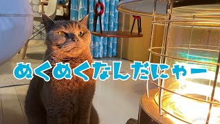 ブリティッシュショートヘア 源☆ストーブの前から動かない猫🐈‍⬛はコチラです☆#shorts