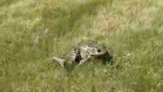 The Screaming Frog