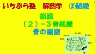 【いちぷら塾】解剖学　2組織 2- 3骨細胞（骨の細胞） #あん摩マッサージ指圧師、鍼灸師