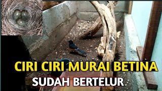 ciri ciri murai betina sudah bertelur || pemula wajib tau