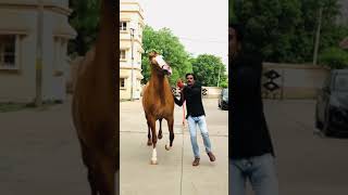 Beautiful 😍 Kathiyawadi Stallion Piriyo Running with Afjal Sumra || New Viral Video || #short #viral