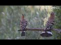 hoopoe male and female displaying courtship behaviour