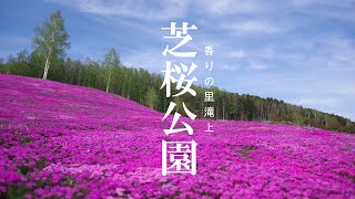 春を彩る 芝桜 香りの里 滝上【4K】北海道  道東 絶景 滝上町芝桜公園  期間限定の風景 癒し 観光 旅行