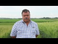 the focus of barley research in alberta