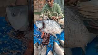 Amazing Big Katla Fish Cutting Skill || আশ্চর্যজনক বড় কাতলা মাছ কাটার দক্ষতা #shorts #fish