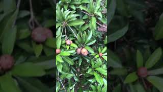 ផ្លែល្មុត | Sapodilla | natural #short