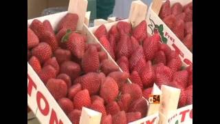 Climate Change Impacts Strawberry Harvests in Morocco