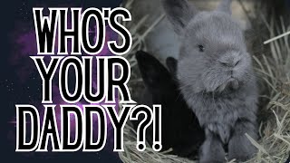 The EASIEST WAY to make Rabbit Pedigrees