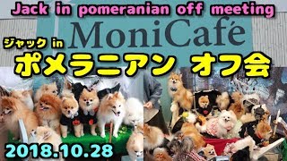 ポメラニアン・オフ会 in モニカフェ　Jack in pomeranian off meeting