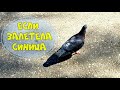 Птица залетела в дом что это значит