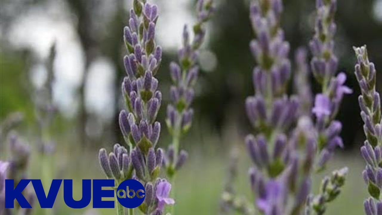 Rapid growth is affecting the Texas Hill Country's water supply | KVUE