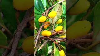 பாலைப்பழம் 💛 | palai palam #shorts #fruit #forest #viral #trending #naturalbeauty #nature