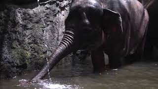 @TAMILRAJA2023 #a-elephant-on-a-river #ஒரு நதியில் ஒரு யானை