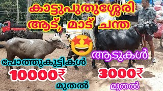 ഇന്നത്തെ ചന്തയിലെ വില നിലവാരം അറിയാം#anwarvlog#anwarkeralapothvalarthal#buffalomarketvideo