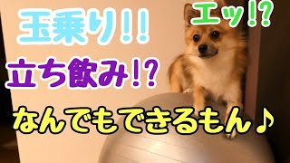 【癒し犬朝日】イロイロやってみた♪♪