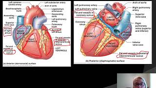 CH 20: Heart Anatomy