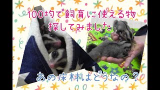 96：100均で飼育に使えそうなものと床材レビュー。ハリちゃんとモモンガちゃんの様子など…