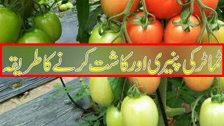 AgriTv - ٹماٹر کی کاشت کا طریقہ اور فوائد