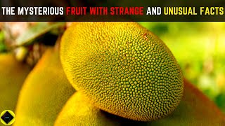 The Strange and Unusual World of Jackfruit : 10 Facts You Don't Know