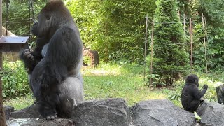 お父さんと一緒にご飯食べるスモモちゃん【2023年6月8日】【上野動物園】ゴリラ