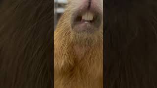 人と言う字のカピバラの口の形　#capybara