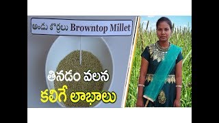 అండు కొర్రలు తినడం వలన ఉపయోగాలు || Uses of Browntop millet ||