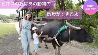 ビオスの丘で水牛に乗ろう♪あの動物のお散歩も自由にできるよ♪