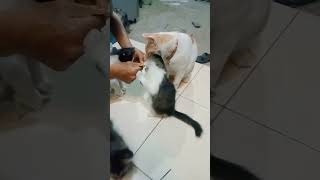 seneng lihatnya #shortvideo #kucingkucinglucu #cat