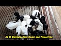 kiat sukses breeding ternak kambing