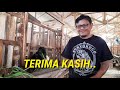 kiat sukses breeding ternak kambing