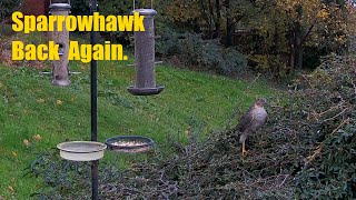 Sparrowhawk tries again