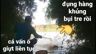 Câu đài tự nhiên, fishing, #01 cá vấn ổ đụng hàng giựt liên tục