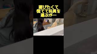 構って欲しいラブラドールレトリバー #shorts #shortvideo