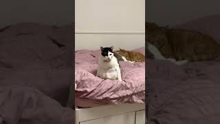 座り方のクセがすごい😂#猫動画 #Shorts #猫のいる暮らし #きなこ秀吉#ねこのいる生活 #cat #猫