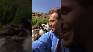 Human vs Goat Argument #animals #babyanimals #goat #pets #animalshorts #funny #farm #farmanimals