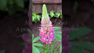 Lupine Flowers are stunning but be careful 🩷 #lupineflowers #newgardener #gardenshorts #gardening