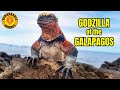 Marine Iguana - The Real Life GODZILLA