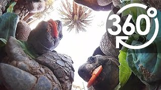 【いきもの目線】ゾウガメ（360Lives　/　 Giant tortoise）