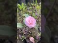 camelia flowers plant ☘️💐 plants indoorplanting flowergarden flowers indoorplants flowerplants