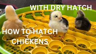 How to Hatch Chicken Eggs, in a incubator, with DRY HATCH METHOD | From Start to Finish