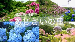 【咲き乱れる紫陽花】形原温泉あじさいの里2022【愛知県】【蒲郡】