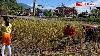 颱風前收割珍貴古來種旱稻！花蓮馬太鞍部落族人豐收