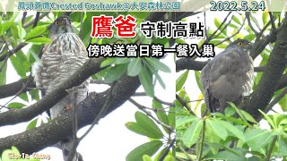 20220524 廣志鷹爸守制高點，傍晚送當日第一餐入巢【大安森林公園鳳頭蒼鷹Crested Goshawk】