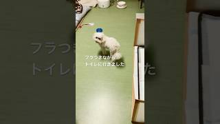 こんな日が来るなんて… #shorts #dogs #犬 #犬動画 #わんこ #犬のいる暮らし #保護犬 #トイプードル