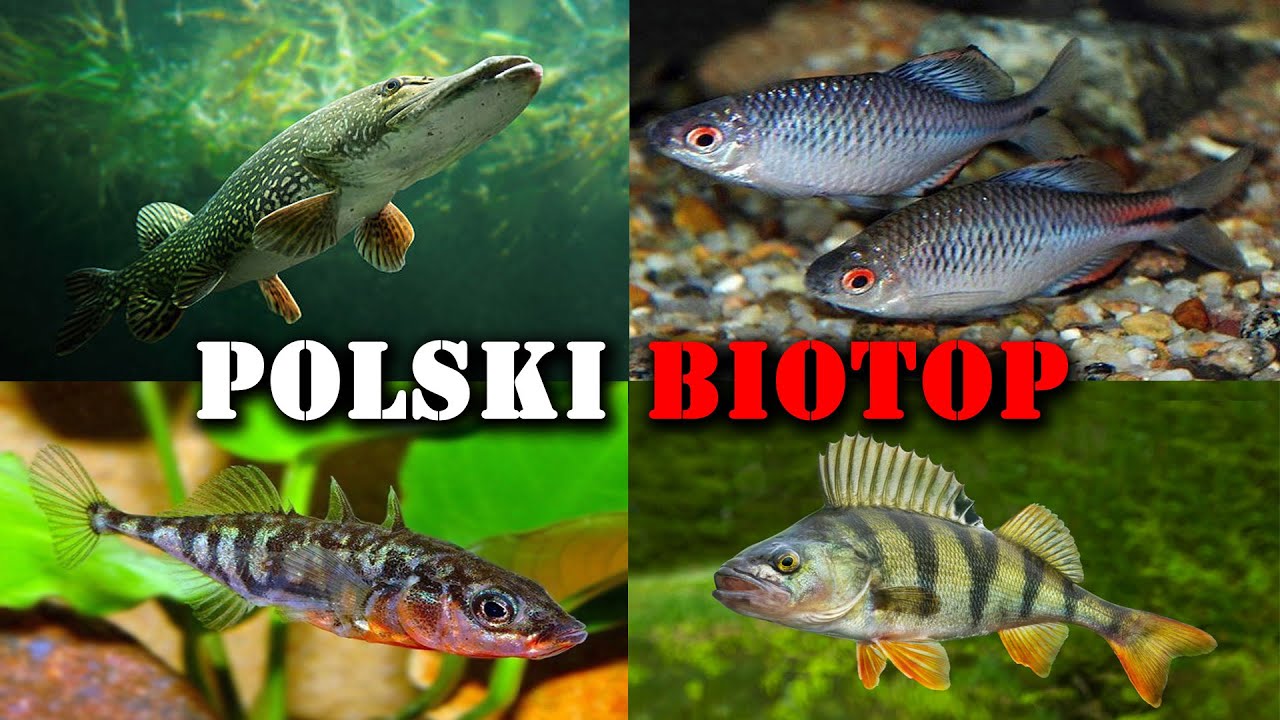 Polskie RYBY W Akwarium 🐟 Akwarystyka Zimnowodna - YouTube