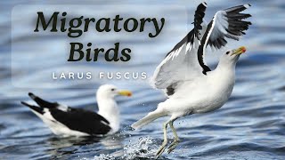 Migratory Birds: Lesser-Black Backed Gull (Larus fuscus)