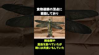 史上最大のトンボ「メガネウラ」の雑学　#動物 #生き物 #shorts #雑学 #豆知識 #おもしろい #昆虫