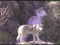 Wild Wolf In Colorado ? No, Just Luna The Wolfdog Checking Out Some Land. #shorts #shortsvideo